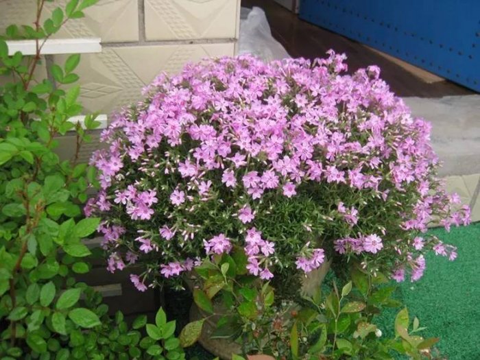 花友们钟爱的9种开花植物，阳台上易养易开花的盆栽